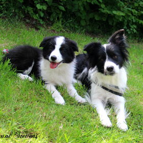 Hondenfoto van Shauni  *Sky~Jinx~Sansa~Hypno*