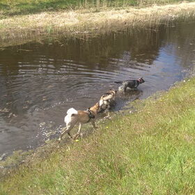 Hondenfoto van Jackie en Kiba:)