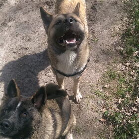 Hondenfoto van Jackie en Kiba:)