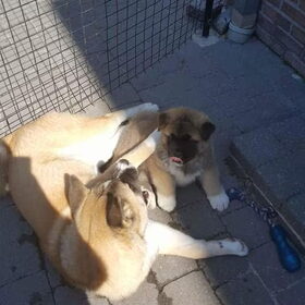 Hondenfoto van Jackie en Kiba:)
