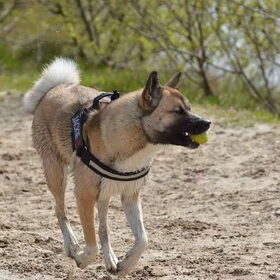 Hondenfoto van Jackie en Kiba:)