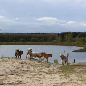 Hondenfoto van Jackie en Kiba:)