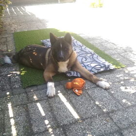 Hondenfoto van Jackie en Kiba:)