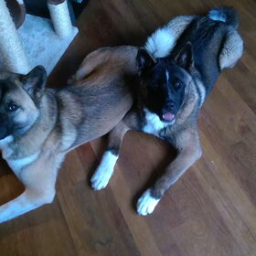 Hondenfoto van Jackie en Kiba:)
