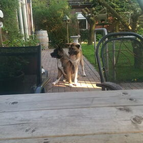 Hondenfoto van Jackie en Kiba:)