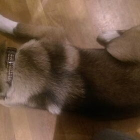 Hondenfoto van Jackie en Kiba:)