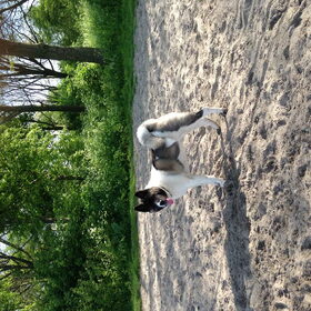 Hondenfoto van Danielle, Kim en Elvis