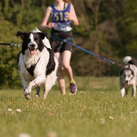 Hondenfoto van Angelique; Bruno, Charlie & Fenna  