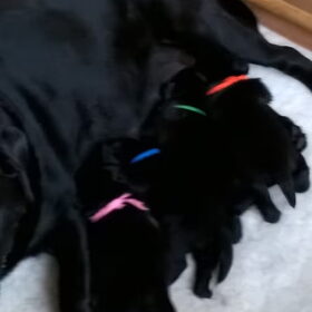 Hondenfoto van Jasmijn&.......... &Ginger (R.I.P)