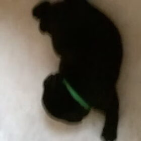 Hondenfoto van Jasmijn&.......... &Ginger (R.I.P)