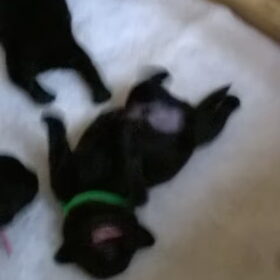 Hondenfoto van Jasmijn&.......... &Ginger (R.I.P)