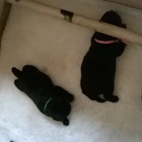 Hondenfoto van Jasmijn&.......... &Ginger (R.I.P)