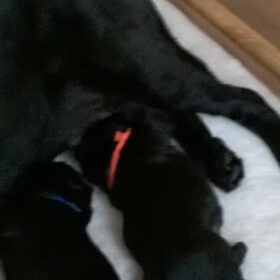 Hondenfoto van Jasmijn&.......... &Ginger (R.I.P)