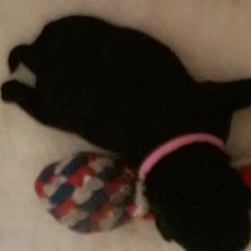 Hondenfoto van Jasmijn&.......... &Ginger (R.I.P)
