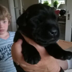 Hondenfoto van Jasmijn&.......... &Ginger (R.I.P)