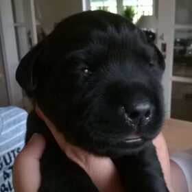 Hondenfoto van Jasmijn&.......... &Ginger (R.I.P)