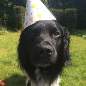 Hondenfoto van Doortje & Tibbe