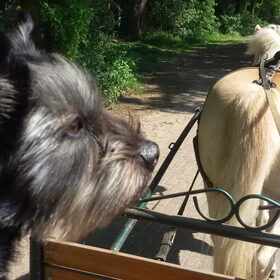 Hondenfoto van Ciska en Spanjaardje Moh (Bambi r.i.p.)