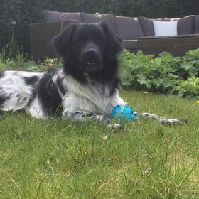 Hondenfoto van Doortje & Tibbe