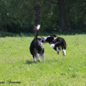 Hondenfoto van Shauni  *Sky~Jinx~Sansa~Hypno*