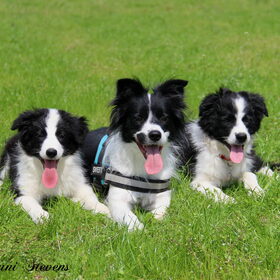 Hondenfoto van Shauni  *Sky~Jinx~Sansa~Hypno*