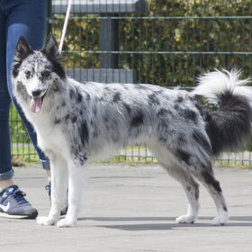 Hondenfoto van Angelique; Bruno, Charlie & Fenna  