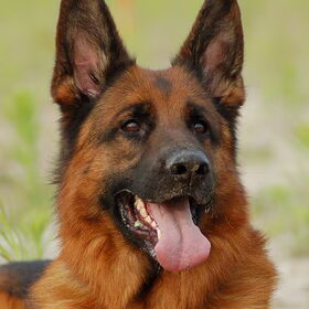 een van de vele honden die ik gefokt heb