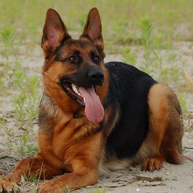 eigen fok van kennel V/D OSSENSTAL
