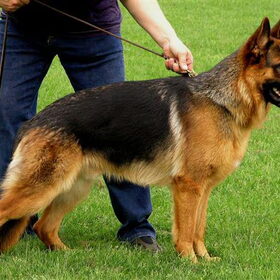 LADY'S LUCKY V/D OSSENSTAL jeugd winner 2009 en beste v/h ras…