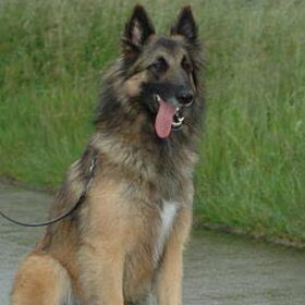 Laika van de hulsbos ja een hond die precies wist wanneer de…
