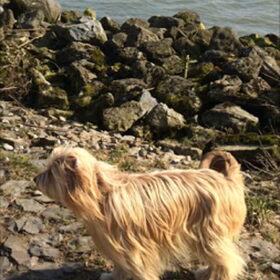 Hondenfoto van Elly