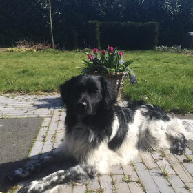 Hondenfoto van Doortje & Tibbe