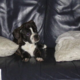 Hondenfoto van Daisy
