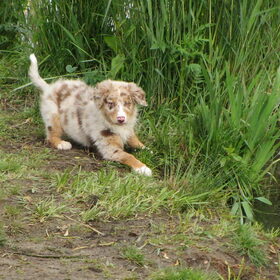 Hondenfoto van Danielle, Kyra*Kaylin*, Djaira en Djaidey