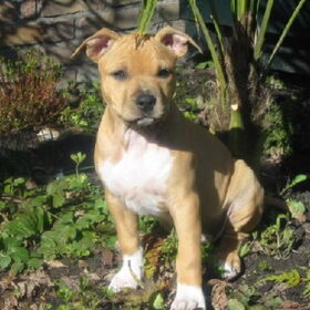 Chelsey als puppie