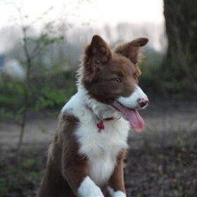 Hondenfoto van team border lolly