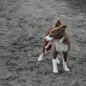 Hondenfoto van team border lolly