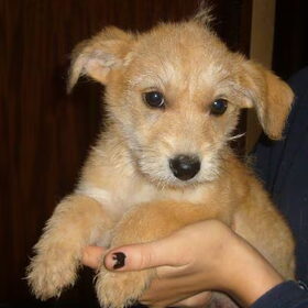 Brammetje hebben we geadopteerd via org. arca noah in spanje…