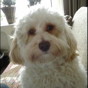 billie 16 maanden een mini labradoodle