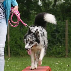 Hondenfoto van Angelique; Bruno, Charlie & Fenna  