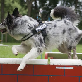 Hondenfoto van Angelique; Bruno, Charlie & Fenna  