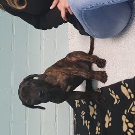Hondenfoto van Roxiejh*Angel*Liv