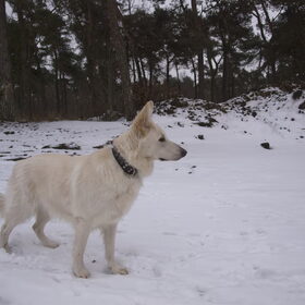 Hondenfoto van Hetty & Skipper
