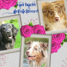 Hondenfoto van Danielle, Kyra*Kaylin*, Djaira en Djaidey