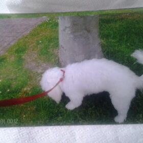 Hondenfoto van Nadine 