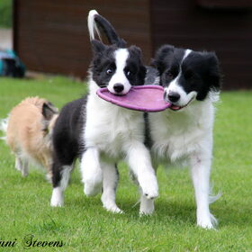 Hondenfoto van Shauni  *Sky~Jinx~Sansa~Hypno*
