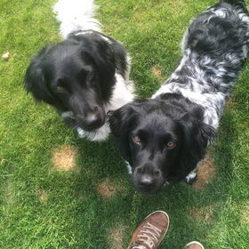 Hondenfoto van Doortje & Tibbe