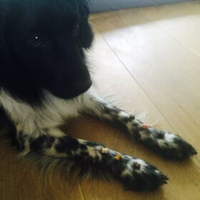 Hondenfoto van Doortje & Tibbe
