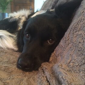 Hondenfoto van Doortje & Tibbe
