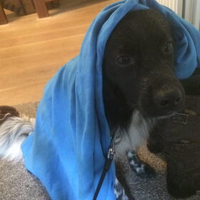 Hondenfoto van Doortje & Tibbe